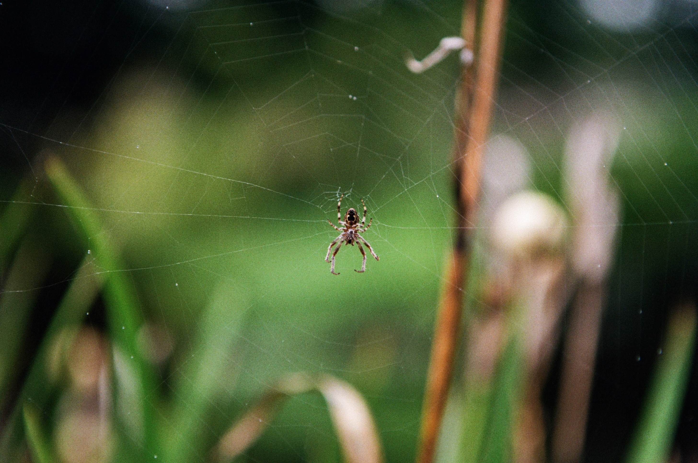 Spider, UBC Botanical Garden. Vancouver, B.C., Canada. September 2021. (Photo by Aaron Hemens)