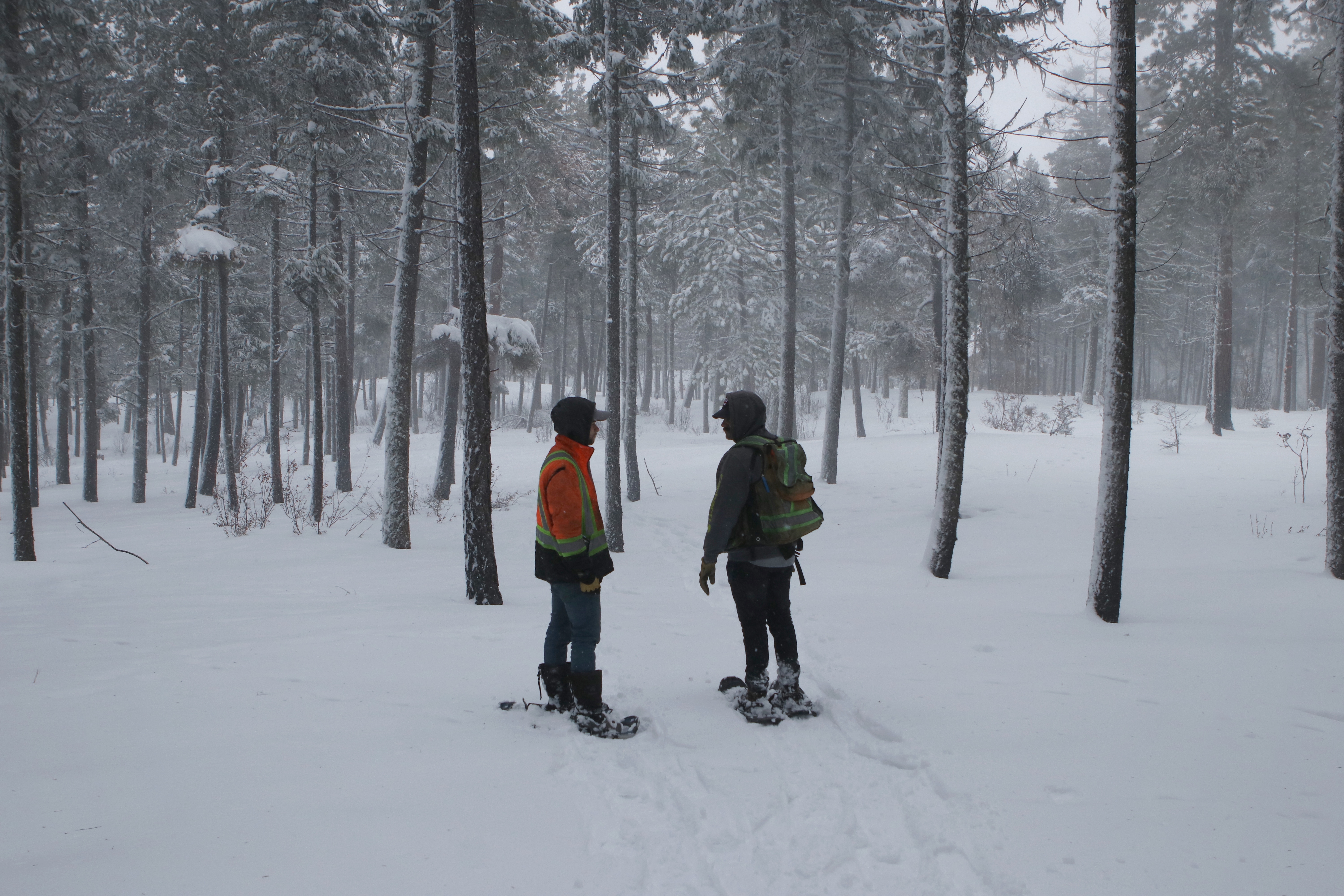 Coulter Roberts (left), a stewardship and development technician at Ntityix Resources LP (NRLP), walks with NRLP development technician Steve Tostenson through an area of the Westbank First Nation Community Forest near the upper Glenrosa neighbourhood in West Kelowna on Jan. 20, 2022. This area of the community forest had received wildfire mitigation treatment in the past, helping to prevent the 2021 Mount Law wildfire from spreading into the community. (Photo by Aaron Hemens for the Discourse)