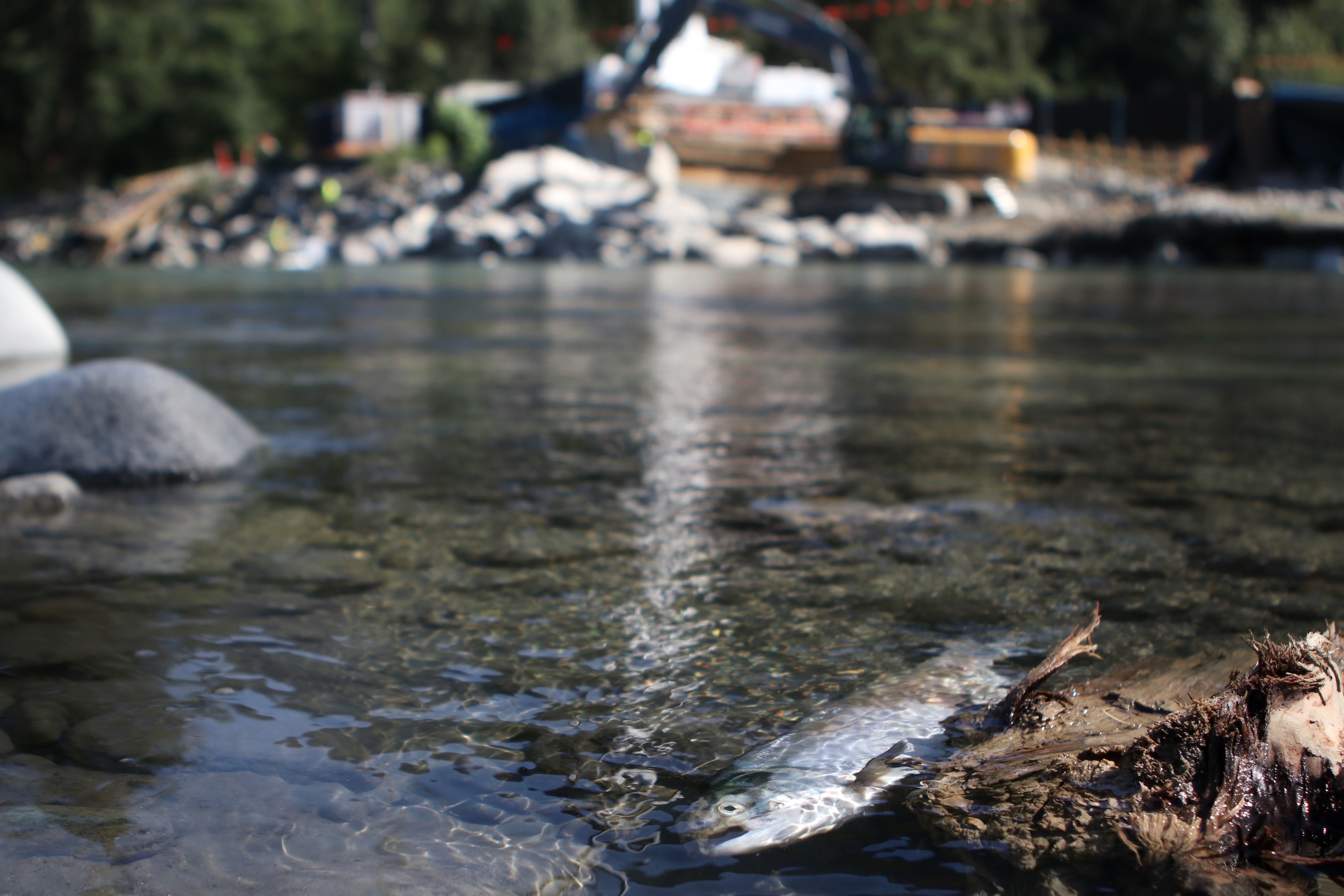 A dead fish along the shore of the Coquihalla River in Hope, B.C. on Aug. 15, near the site of the Trans Mountain Expansion (TMX) project's Coquihalla River crossing. Photo by Aaron Hemens for IndigiNews