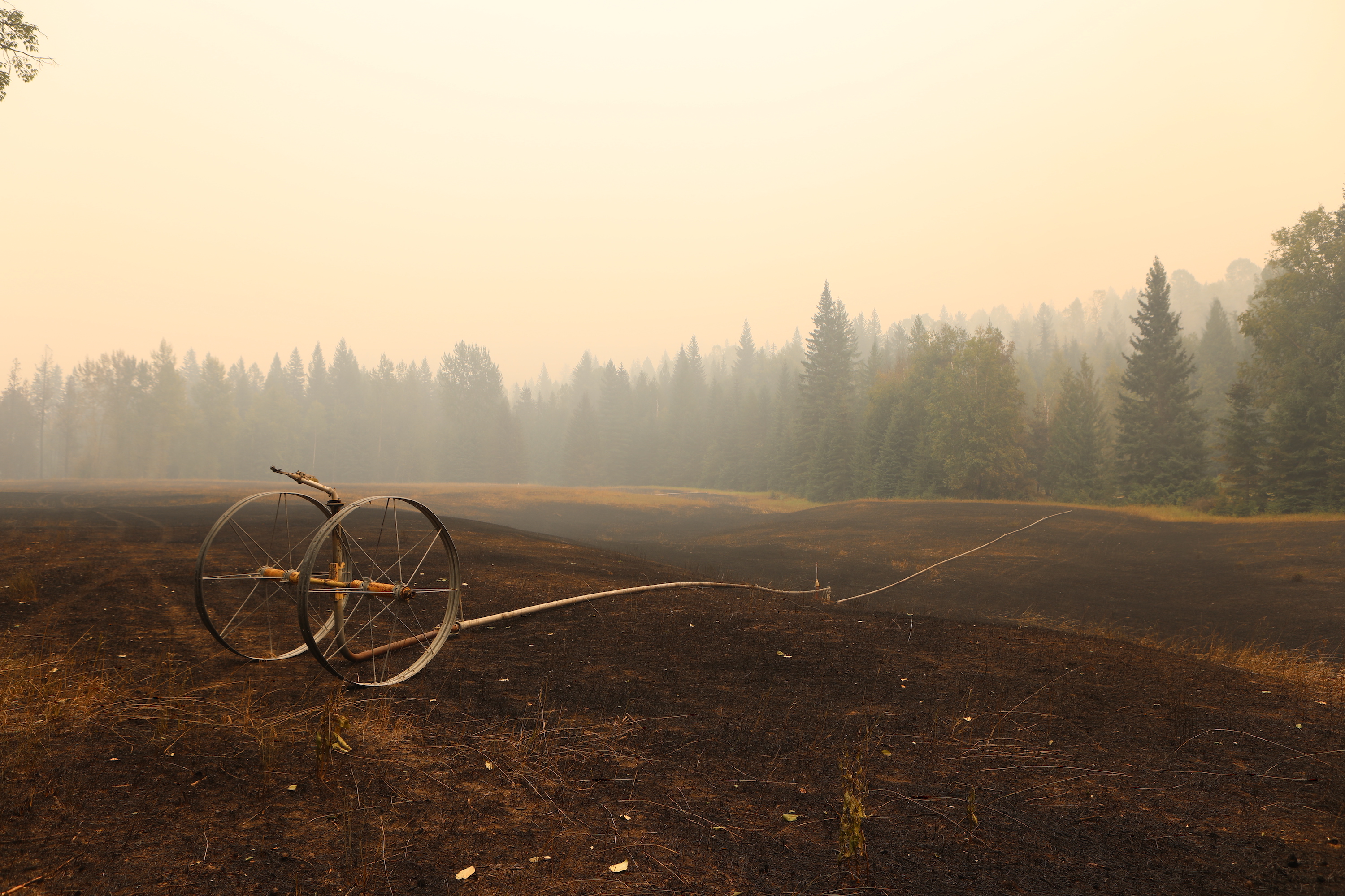 A fire hose runs through burnt fields on the Allgaier property in Neskonlith, B.C., on Aug. 20, 2023. (Photo by Aaron Hemens for The Globe and Mail)