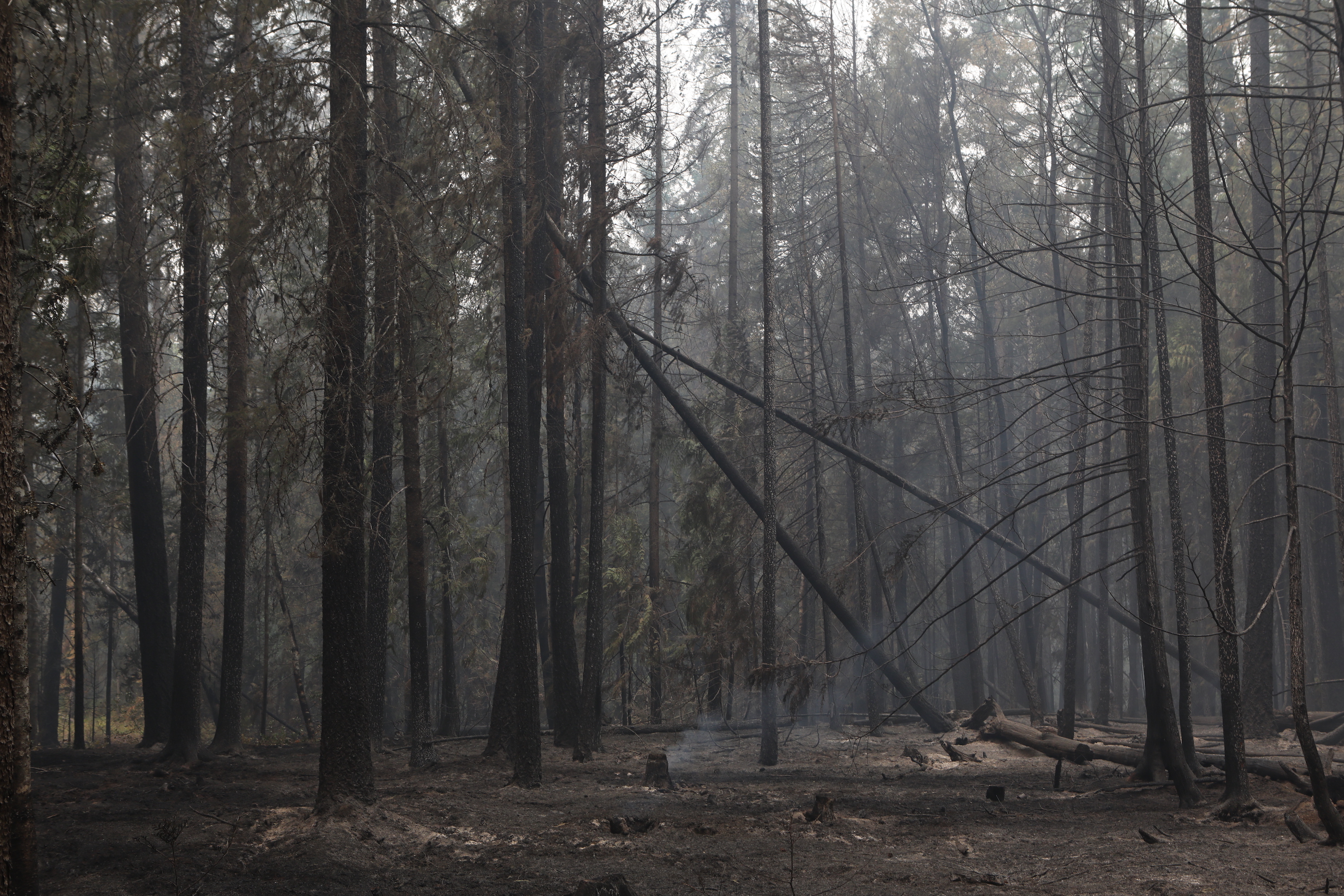 Burnt forestry behind the Allgaier property in Neskonlith, B.C., on Aug. 20, 2023. (Photo by Aaron Hemens for the Globe and Mail)